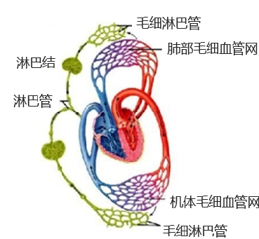 淋巴瘤重在預(yù)防，疏通排毒是關(guān)鍵！